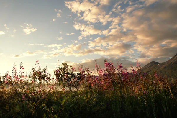 Večerní světlo s fireweed — Stock fotografie