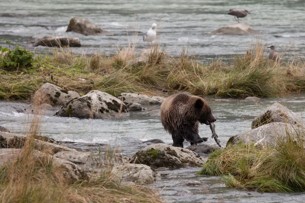 Joven grizzly con salmón —  Fotos de Stock