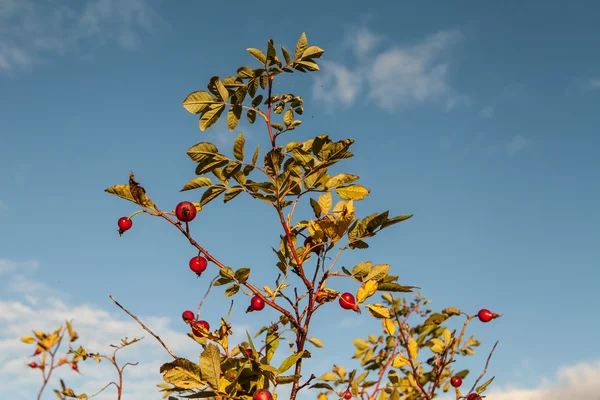 Бедра красной розы — стоковое фото