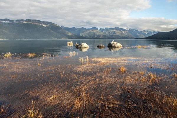 夕方に portage コーブの海の草 — ストック写真