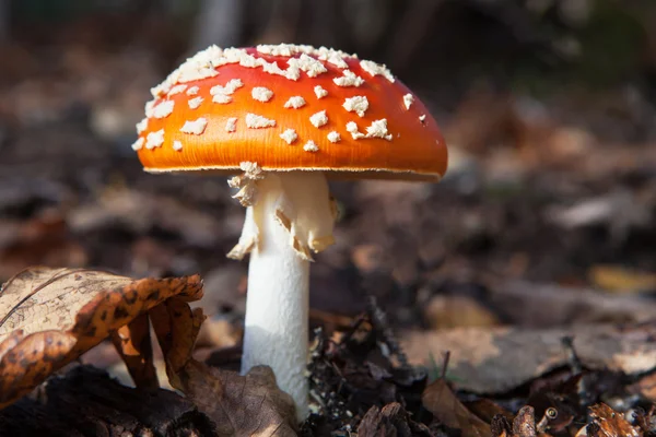 Amanita muscaria — Stockfoto