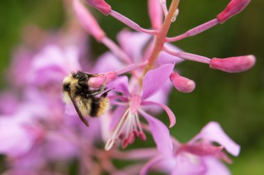 Ah bee fireweed üzerinde