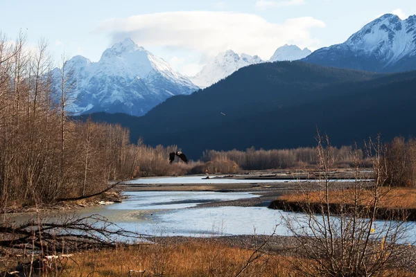 Chilkat river eagle zachowania jesienią — Zdjęcie stockowe