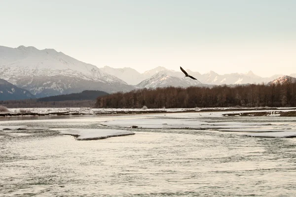 Eagle vliegen in de winter — Stockfoto
