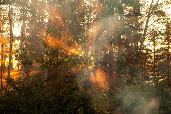 Incendio forestale — Foto Stock