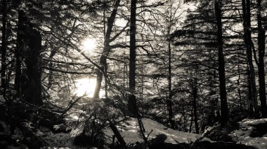 Kış Ormanında Güneş