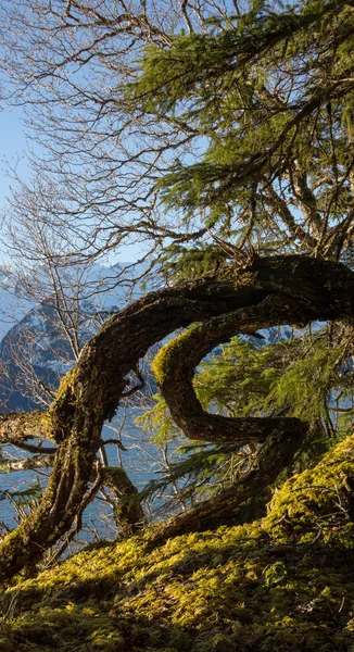 Crouching Tree — Stock Photo, Image