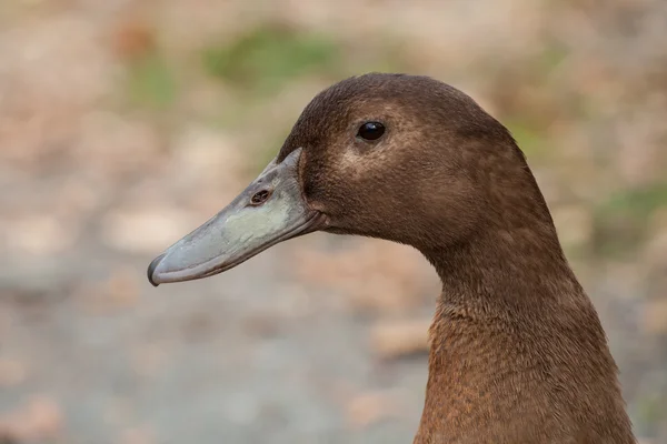Retrato de un pato —  Fotos de Stock
