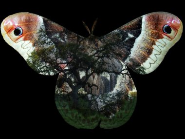 rewilding dersleri