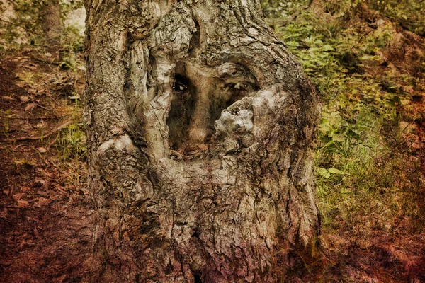 Mannen i skogen — Stockfoto