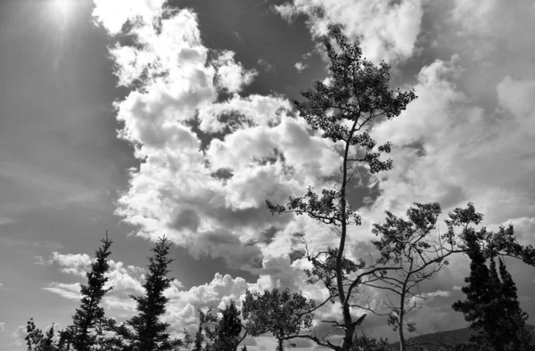 Ağaçlar ve bulutlar — Stok fotoğraf