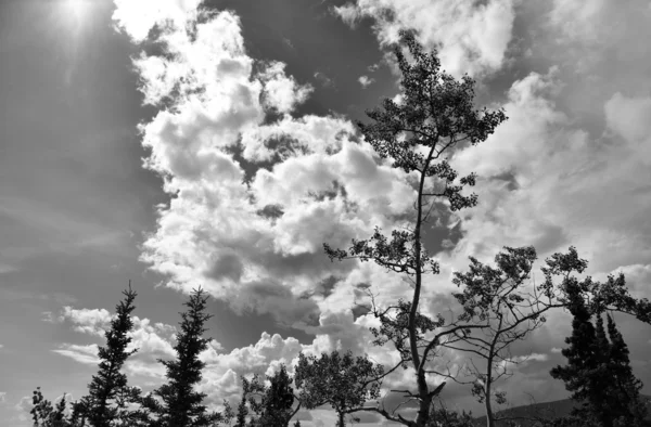 Árvores e nuvens — Fotografia de Stock