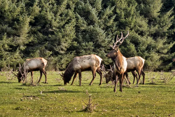 Kuzey Kaliforniya'da Elk — Stok fotoğraf