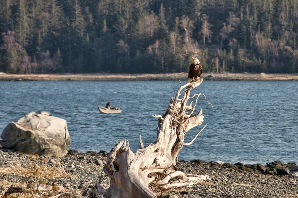 Орёл с рыбаком — стоковое фото