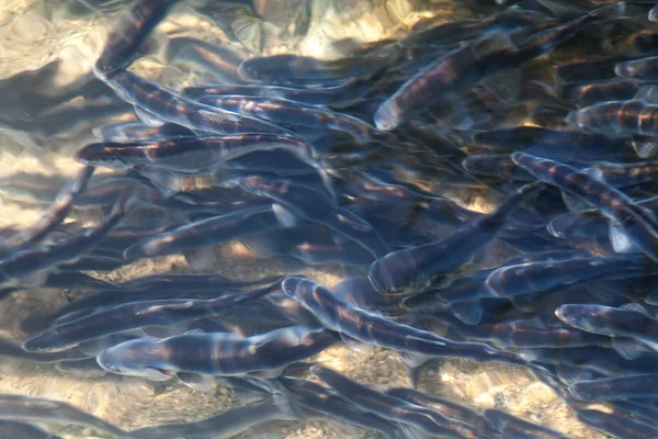 阿拉斯加流氓 — 图库照片