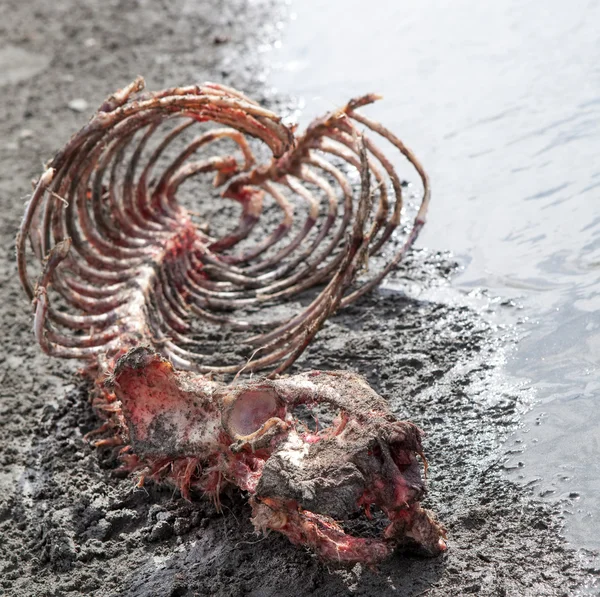 Sea lion bones — Stock Photo, Image