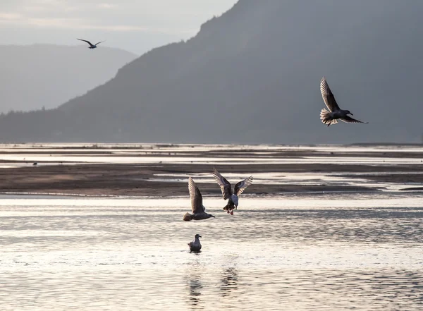 Mořští ptáci v řece chilkat — Stock fotografie