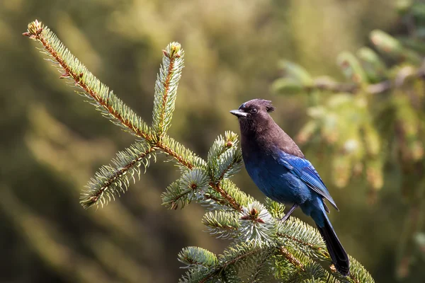 Steller's Jay on Spruce — Stock Photo, Image