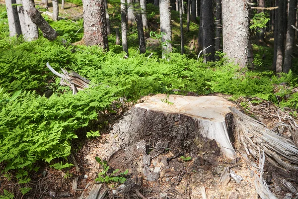 Large Stump — Stock Photo, Image