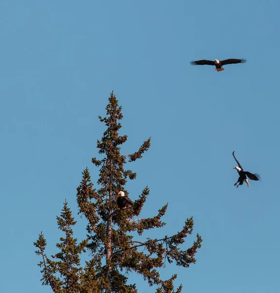 Tři eagles — Stock fotografie