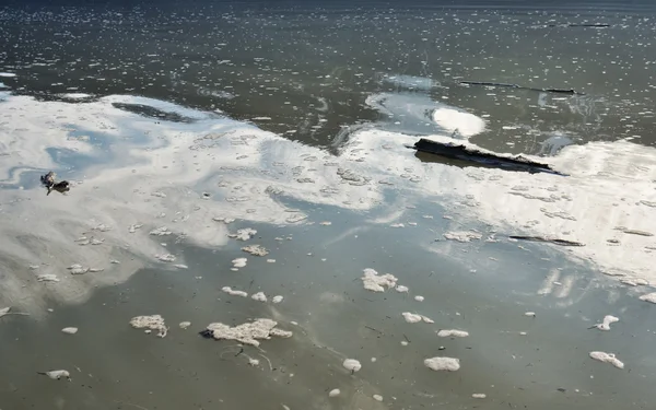 Madera flotante en agua de inundación —  Fotos de Stock