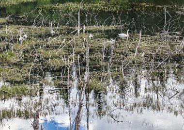 kuğular yansımaları ile