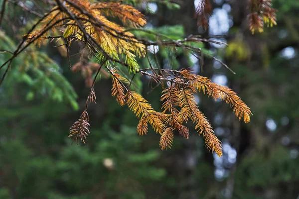 Мёртвые Ветви Деревьев Нападения Черноголового Будчервя Юго Востоке Аляски — стоковое фото