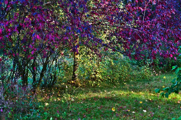 Fioletowy Liść Piasku Wiśnia Drzewo Serviceberry Liście Jesienią Dappled Sunlight — Zdjęcie stockowe