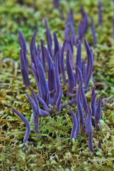 Großaufnahme Des Purpurfeen Club Pilzes Alloclavaria Purpurea Moos — Stockfoto