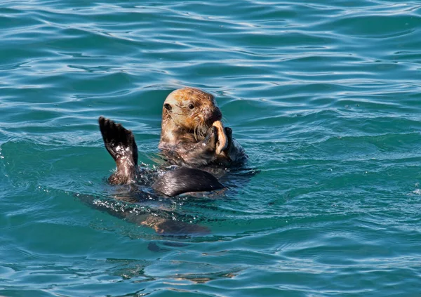 Lontra Marinha Comer Uma Estrela Mar Numa Enseada Sudeste Alasca — Fotografia de Stock