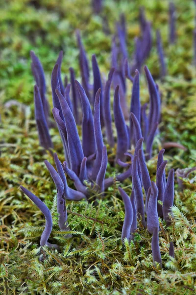 Club Fungi Stock Photos Royalty Free Club Fungi Images Depositphotos
