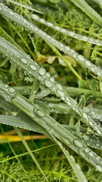 Gotas de água na grama — Fotografia de Stock