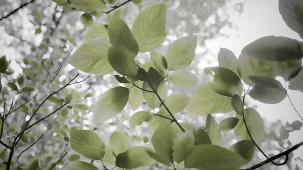 மேலே பார்த்து — ஸ்டாக் புகைப்படம்