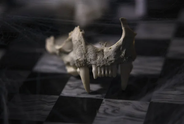 低光でクモの巣を持つ大理石のチェスボード上の歯 海カワウソ と怖い動物の頭蓋骨 — ストック写真