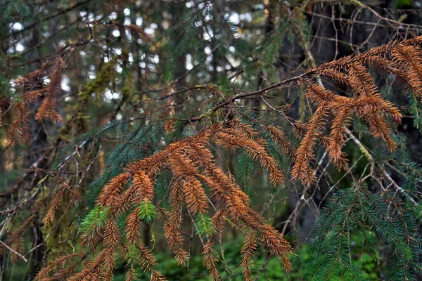 Cânhamo Danificado Por Black Headed Budworm Uma Floresta Sudeste Alasca — Fotografia de Stock