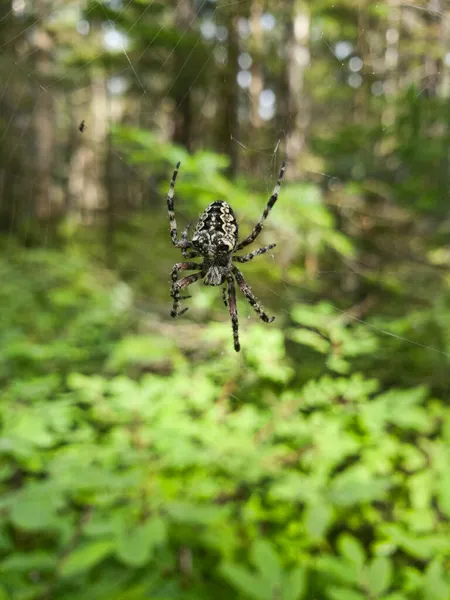 Große Weberspinne Einem Netz Einem Wald Sommer Aus Nächster Nähe — Stockfoto