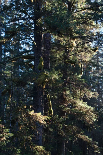 Piękny Stary Las Świerkami Cykurami Południowo Wschodniej Alasce Słoneczny Dzień — Zdjęcie stockowe