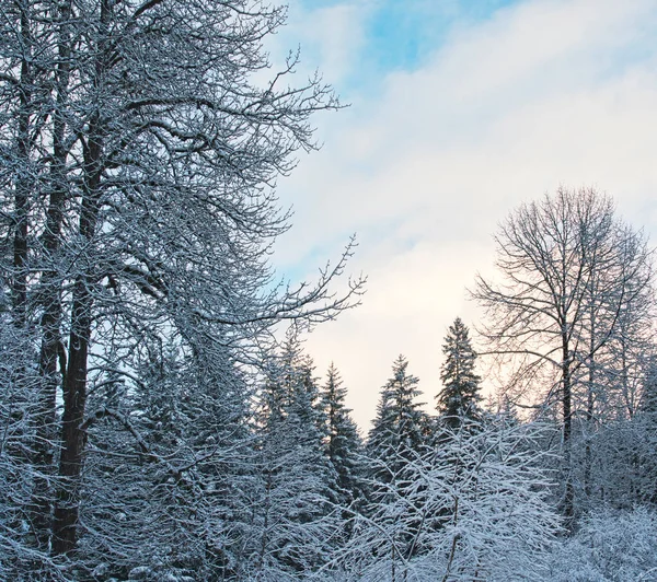 Wolken Bij Zonsondergang Een Gemengd Bos Met Katoenbossen Sparren Dollekervel — Stockfoto