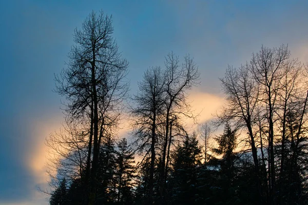 Cottonwood Stromy Siluety Proti Západu Slunce Mraky Jihovýchodní Aljašce — Stock fotografie