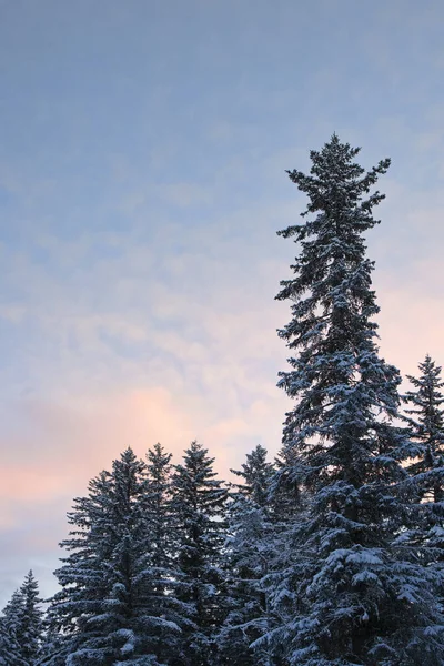 アラスカ南東部の夕焼け空の木 — ストック写真