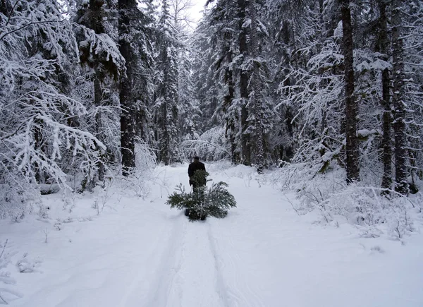 Person Som Släpar Ett Chrismaträd Med Släde Genom Snöig Skog — Stockfoto