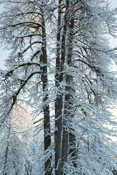 Group Old Cottonwood Trees Winter Southeast Alaska — стокове фото