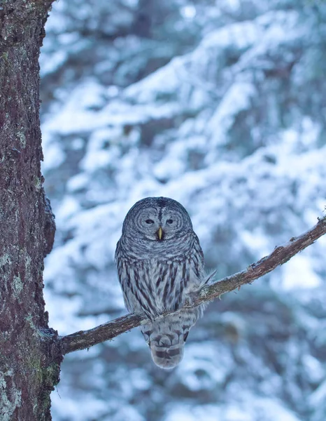 Alaska Kışın Karlı Bir Ormanda Bir Ağaç Dalında Engellenmiş Baykuş — Stok fotoğraf