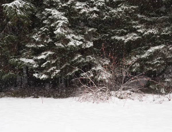 アラスカ南東部の森の端に雪が降り 鮮やかな赤いハイブッシュクランベリーがあります — ストック写真