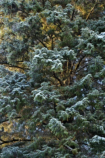 Güneydoğu Alaska Kışın Dallara Vuran Sıcak Işıkla Büyüyen Dev Ladin — Stok fotoğraf