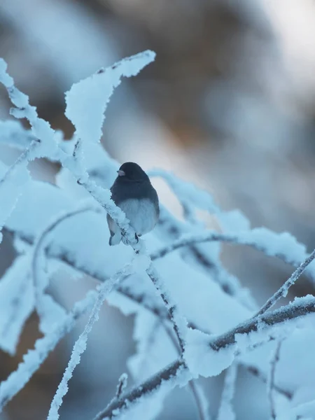 Junco Dagli Occhi Scuri Ramo Glassato Inverno Luce Soffusa — Foto Stock