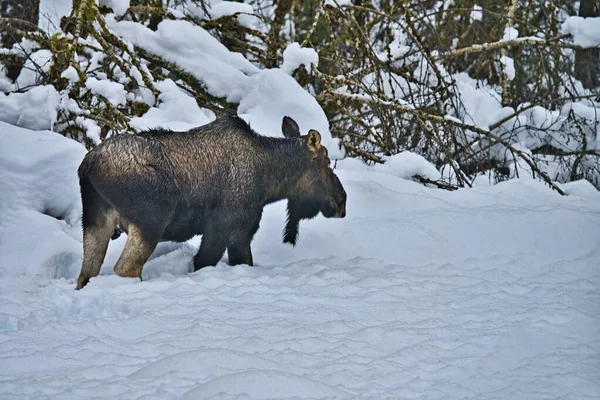Moose Camminare Attraverso Neve Profonda Nel Sud Est Dell Alaska — Foto Stock