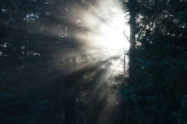 Zonlicht Komt Door Een Rokerig Bos Met Zonnestralen — Stockfoto