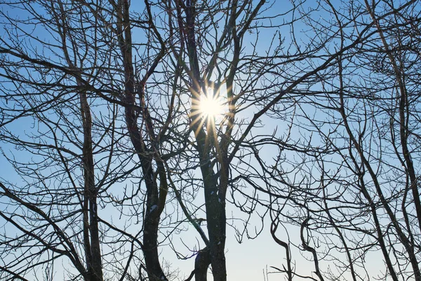 Солнце Прорывается Сквозь Ветви Дерева Хлопка Зимой Ярко Голубым Небом — стоковое фото