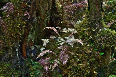 Güneydoğu Alaska 'da sonbaharda bir yağmur ormanında yosun ve eğrelti otları.